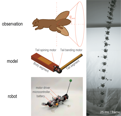 Inertial Tail Effects During Righting of Squirrels in Unexpected Falls: From Behavior to Robotics