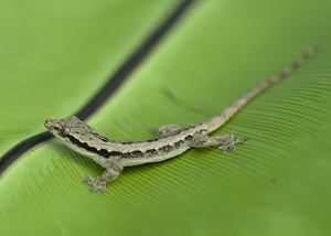 Science - Watch this gecko smash headfirst into a tree—and still stick the landing